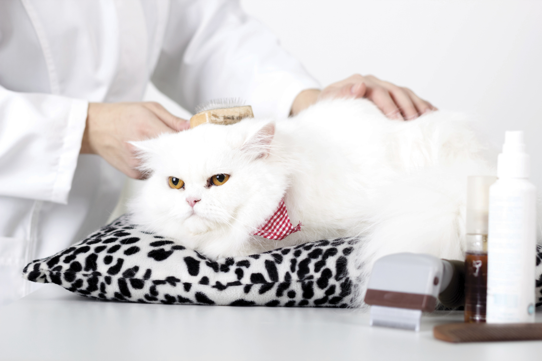 Cat Grooming ?quality=100.3021031019221