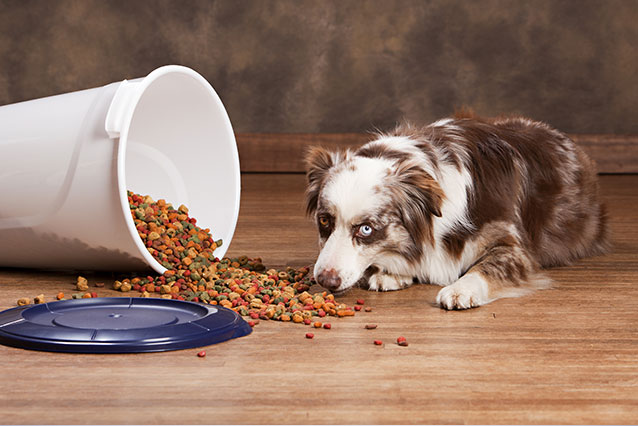 Does canned dog shop food go bad