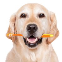 Dental Care for Dogs: Tips and Tricks