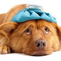 First Aid for Dogs