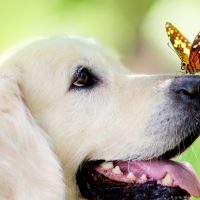 9 Spring-Time Pet Hazards