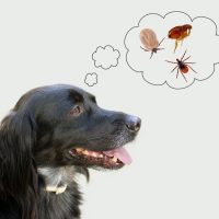 The 10 Best Ways to Get Rid of & Prevent Ticks on Dogs