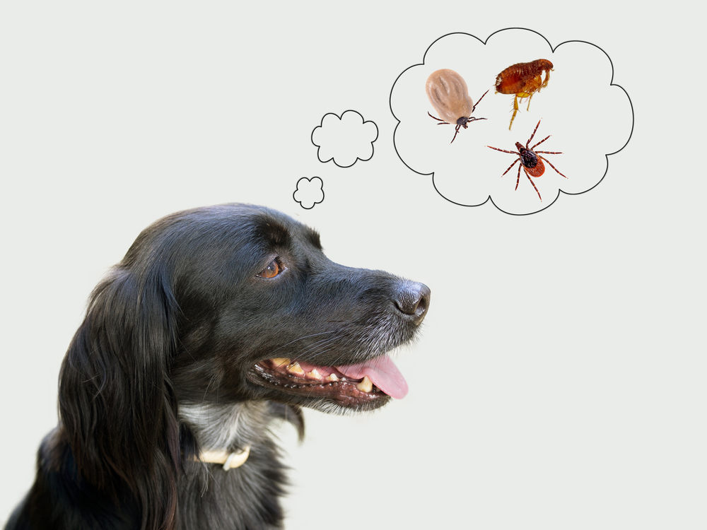 Home remedies to get rid of fleas and hotsell ticks on dogs