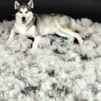 Excessive Shedding in Dogs