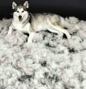 Malamute shedding shop