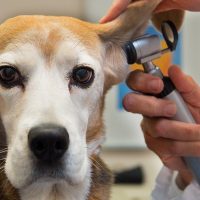 Sick pet? Here's average cost of treating cats and dogs, by state