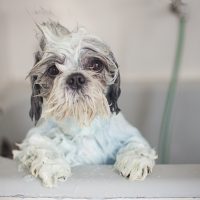 Dear Labby: Tip The Groomer?