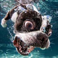 How to keep your dog safe by any body of water