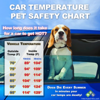 Dogs in Hot Cars and on Hot Pavement