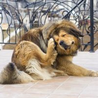 The 2017 Flea & Tick Survival Guide