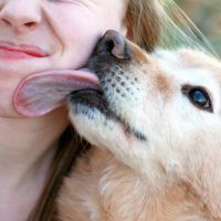 The deadly reason why you shouldn’t let dogs lick your face