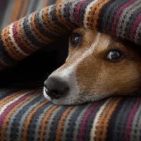 9 Pet Conditions That Cannot Wait for Medical Attention