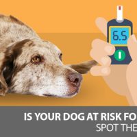 What Causes Diabetes In Dogs? The Signs, Symptoms And What To Do About It