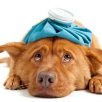 9 Human Medications That Are Safe for Sick Pets