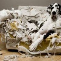 Does your dog have separation anxiety?