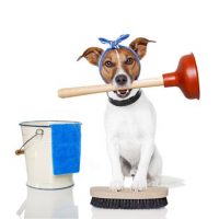 7 Vinegar Uses for Pet Owners