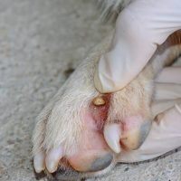 Finding Ticks on Your Dog: 5 Places to Look