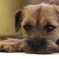 6 Reasons Your Dog Is Depressed