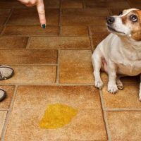 7 Ways to Unwittingly Break a Dog's Spirit