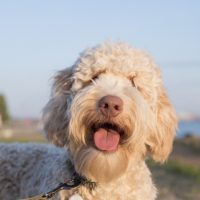 A Closer Look at 'Doodle' Dog Breeds