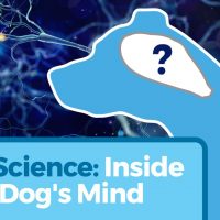 Dog Brain Facts: Understanding Canine Cognition