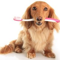 Stinky Dog Breath: Helpful Hints to Fighting Bad Breath and Gingivitis