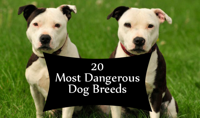 The 20 Most Dangerous Dog Breeds Wet Paws Dog Grooming