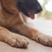 10 Common Paw Problems in Dogs