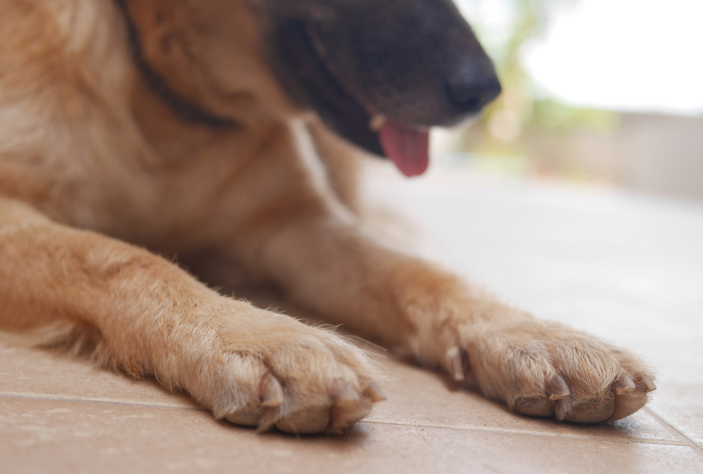 10 Common Paw Problems in Dogs – Wet Paws Dog Grooming