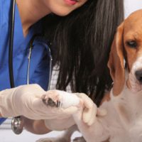 Signs of Cancer in Dogs and Cats