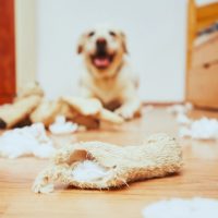 5 Reasons Your Dog Destroys His Toys