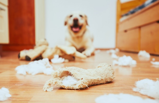 dog destroys stuffed toys