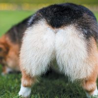 Let’s Talk Dog Anal Glands — Common Issues and How They’re Treated