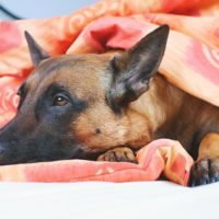 If Your Dog’s Having a Seizure, Here’s What You Should Do