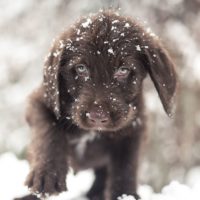 Cold Weather Pet Safety