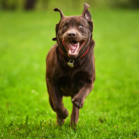 Zoomies: Why Your Dog Gets Hyper & Runs in Circles