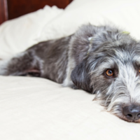 The Importance of Adding Mental Exercise to Your Dogs Routine