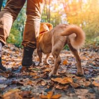 Treating Lyme Disease In Dogs