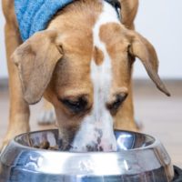 Is Grain-Free Dog Food Causing Heart Disease?