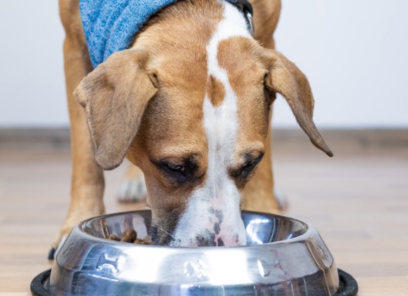 Grain free diet for dogs causing heart outlet problems