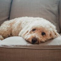 6 Things in Your House That Could Be Triggering Your Pet’s Allergies