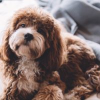 Why Your Dog's Coat Gets Matted — and What You Can Do About It