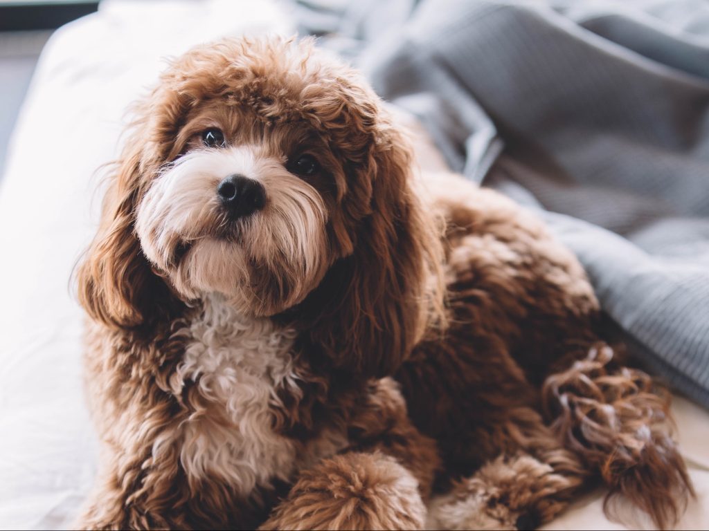 matted dog