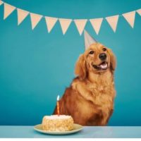 DOG DAYS... Your dog’s REAL age in ‘dog years’ revealed (and it’s not their age multiplied by seven)