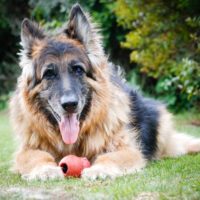 Everything You Need to Know About Adopting Senior Dogs