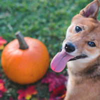 8 things that can harm your pet this thanksgiving