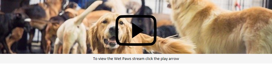 wet paws dog grooming