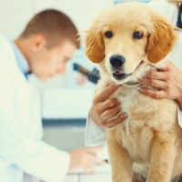 Skin Lumps and Bumps in Dogs: What You Should Know