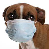 Can Dogs Get Coronavirus?