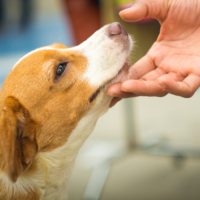 11 surprising ways your dog is showing that they love you, according to veterinarians